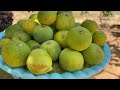 جني فاكهة الكرموس و تحضير زامبو جبلي بمواد طبيعية
