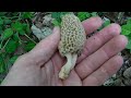 Hunting for Edible Treasure - An EPIC Morel Mushroom Hunt!