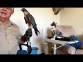 Rescued Peregrine Falcon meet Rescued Kitten Housemate