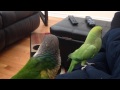 Worlds funniest talking parrot