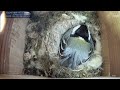 🐦🪽The Japanese Tit (Great Tit) mother faced two difficult trials…64days from nesting to fledging!!❤️