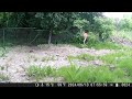 Coyotes, Rabbits, Opossums and Deer - 2024 06 15