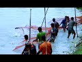 fishing videos । জেলেদের ঐতিহ্যবাহী বাদাই জালে মাছ ধরা। Village Fishing HD