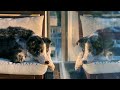 Rain Sounds to Soothe Your Dog | Rain White Noise
