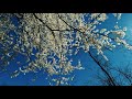Ambience Of Spring | Birds Singing, Wind Blowing | RELAXING Nature Sounds, Birds Chirping