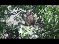 Common Buzzards (Tiszalök, Hungary) | Newly hatched Buzzard chicks | May 1, 2024