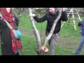 Pruning Old Fruit Trees - Reinvigorating Old Trees