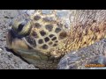 Green Sea Turtles coming for rest on Richardson Black Sand Beach and a cute Plover