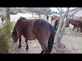 WILD HORSES OF NEVADA ROAMING THE CITY STREETS | 4K 🎧