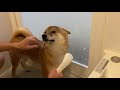 弟、柴犬洗いを試みる【シャワー】