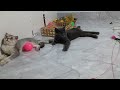 Best Funny Animals 2024🐶Funniest Dogs and Cats😪🐶