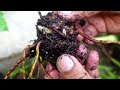 A Rotting Aloe vera Plant Can Still Produce Pups