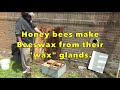 Top Five Most Massive Bee Hives