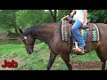 Jeb 11 year old 15.2 hands| ridden western | ridden English | Versatile | Reliable |  trail Horse