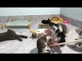 Funniest Cats And Dogs Videos 2024🤔You Laugh You Lose 🐶