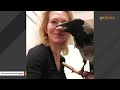 This woman adopted a special needs crow. She says he's like a dog.