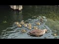 カモの🦆子育て　Raising ducks　川崎