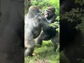 Sibling rivalry by Silverback  Gorillas at the Bronx Zoo!