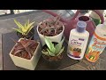 My Complete #ALOE COLLECTION | Care for Aloes