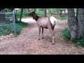 Carmella meets some Elk