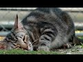 12 minutes of Cats Just Having Fun!