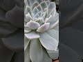 Beautiful Succulent Image