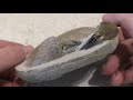 Fossil find and prep: Tumidocarcinus Giganteus fossil preparation time-lapse