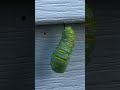 Caterpillar metamorphosing into a chrysalis