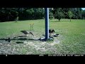 New video mp4 Geese 5 7 22