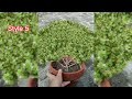 How to make jade bonsai first pruning || how to style jade bonsai