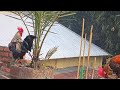 Rooster Calling | 20 Rooster crowing in the morning | Rooster crowing sounds