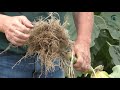 Cover Crops:  Sunflower & Compaction