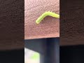 Fast-moving larva(動きが素早い幼虫)