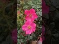Роза Purple Hase