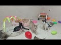 You Laugh You Lose😹Funniest Dogs and Cats 2024😻🐈