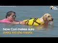 Pug LOVES To Swim + Other Pets Who Love Splashing Around | The Dodo Top 5