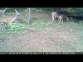 Deer 1 (8-17-20)