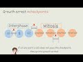 The Cell Cycle: Interphase + Mitosis I HIGH SCHOOL + COLLEGE BIO I
