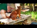 Red squirrel Alice at feeding station 🐿️🌰💗🌿🍂