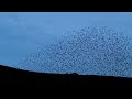 Starling Birds Flying, Tomales Bay, Marin County, CA