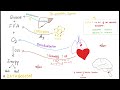 Sympathomimetics (Adrenergic Agonists)—Epinephrine, Norepinephrine - Alpha & Beta Receptors