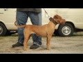 INTERVIEW WITH A GAME AMERICAN PIT BULL TERRIER BREEDER