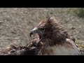 Exploring Spectacular Birds Of Prey | Wild America | Real Wild
