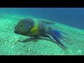 Very friendly broomtail wrasse off the coast of Eilat