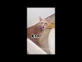 Most Funny and Cute Cats and Dogs Videos 😺🐶 - Best Funniest Animals Video March 2024 😂