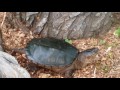 Turtle at Muddy River conservancy, June 7, 2016
