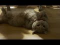 Lovely Moment of Cute Cat Falling Asleep