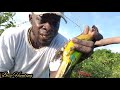 How To Catch Parrots With Rat Catcher (Beze Hunting)