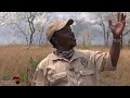 Hunting Buffalo and Hippo in Tanzania