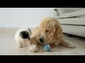 Golden Retriever's Reaction to Puppy Stealing his Favorite Toy